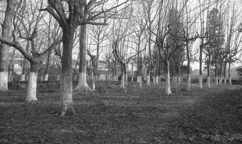 Arboreda en Cuntis, 1995