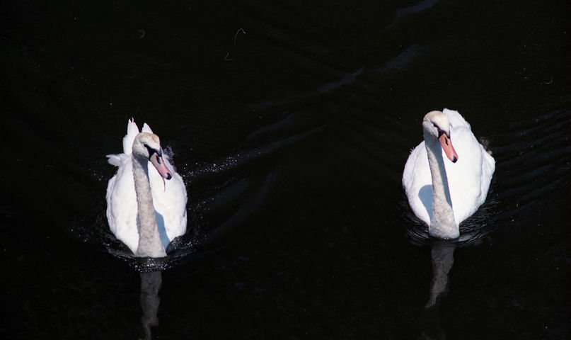 Cisnes no río Lérez, 1997