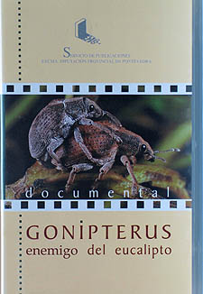 Gonipterus, enemigo del eucalipto